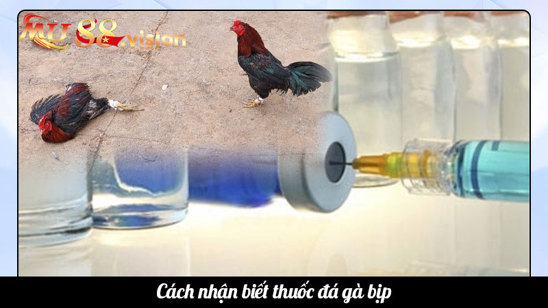 Cách nhận biết thuốc đá gà bịp