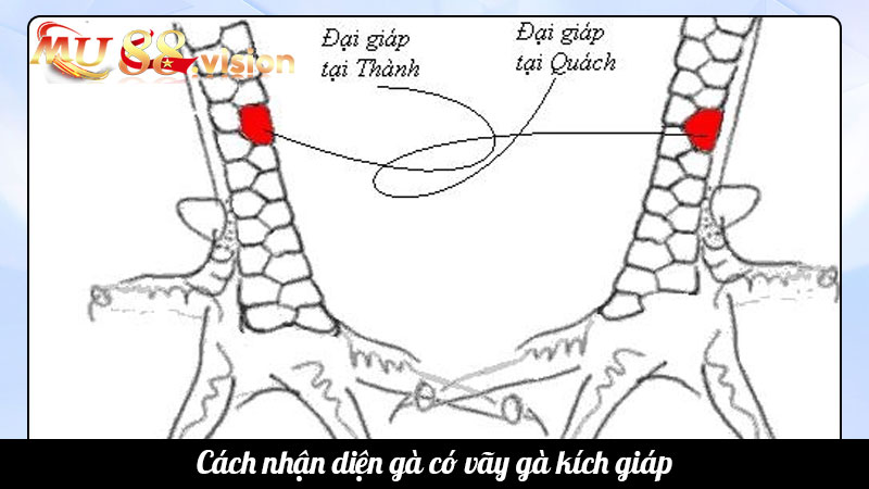 Cách nhận diện gà có vãy gà kích giáp