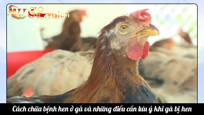 Cách chữa bệnh hen ở gà và những điều cần lưu ý khi gà bị hen