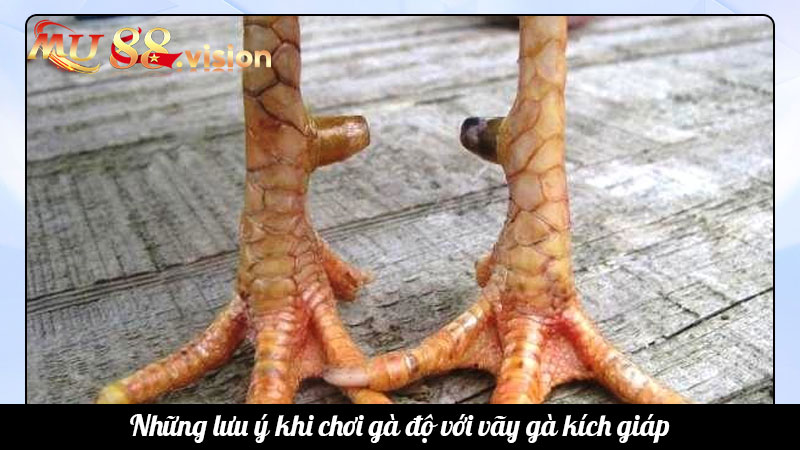 Những lưu ý khi chơi gà độ với vãy gà kích giáp