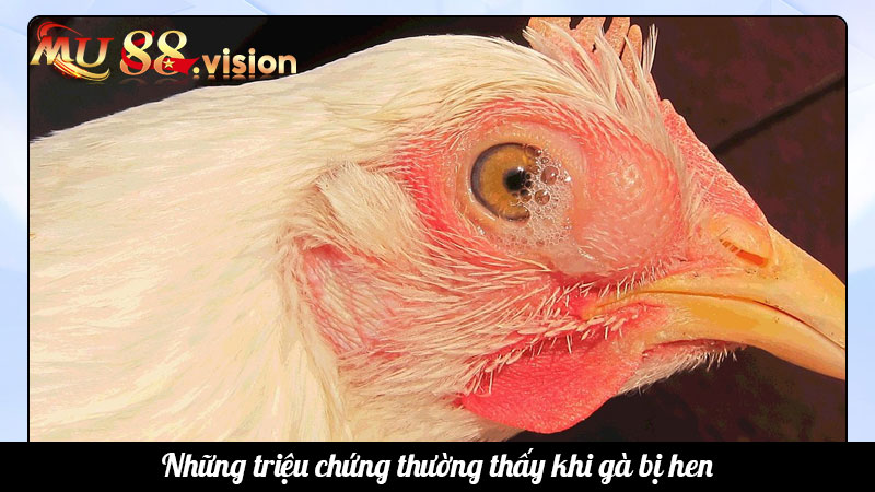 Những triệu chứng thường thấy khi gà bị hen