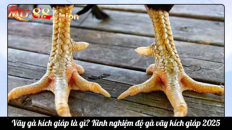 Vãy gà kích giáp là gì? Kinh nghiệm độ gà vãy kích giáp 2025