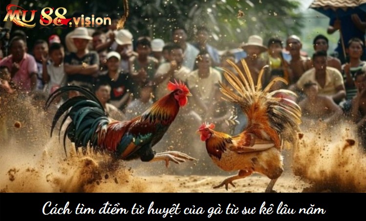 Cách tìm điểm tử huyệt của gà từ sư kê lâu năm